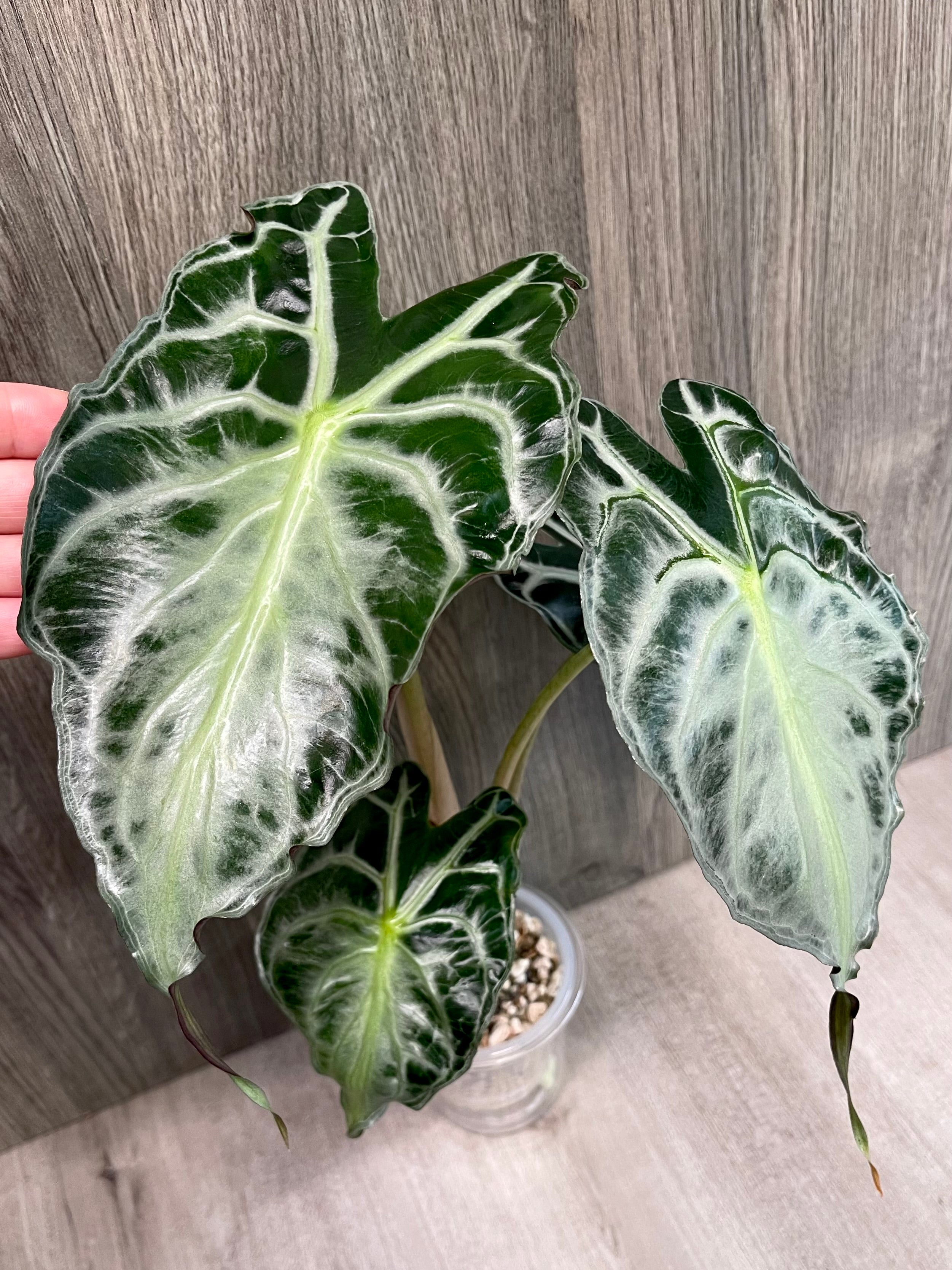 Alocasia Venom A – TKL EXOTICA