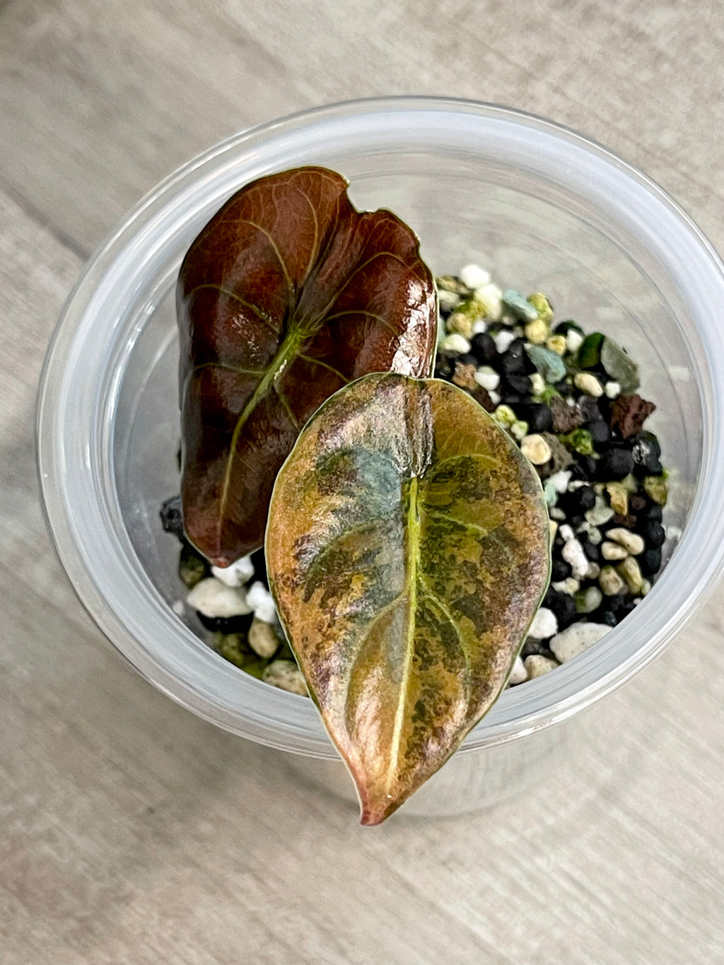 Alocasia Cuprea Latte