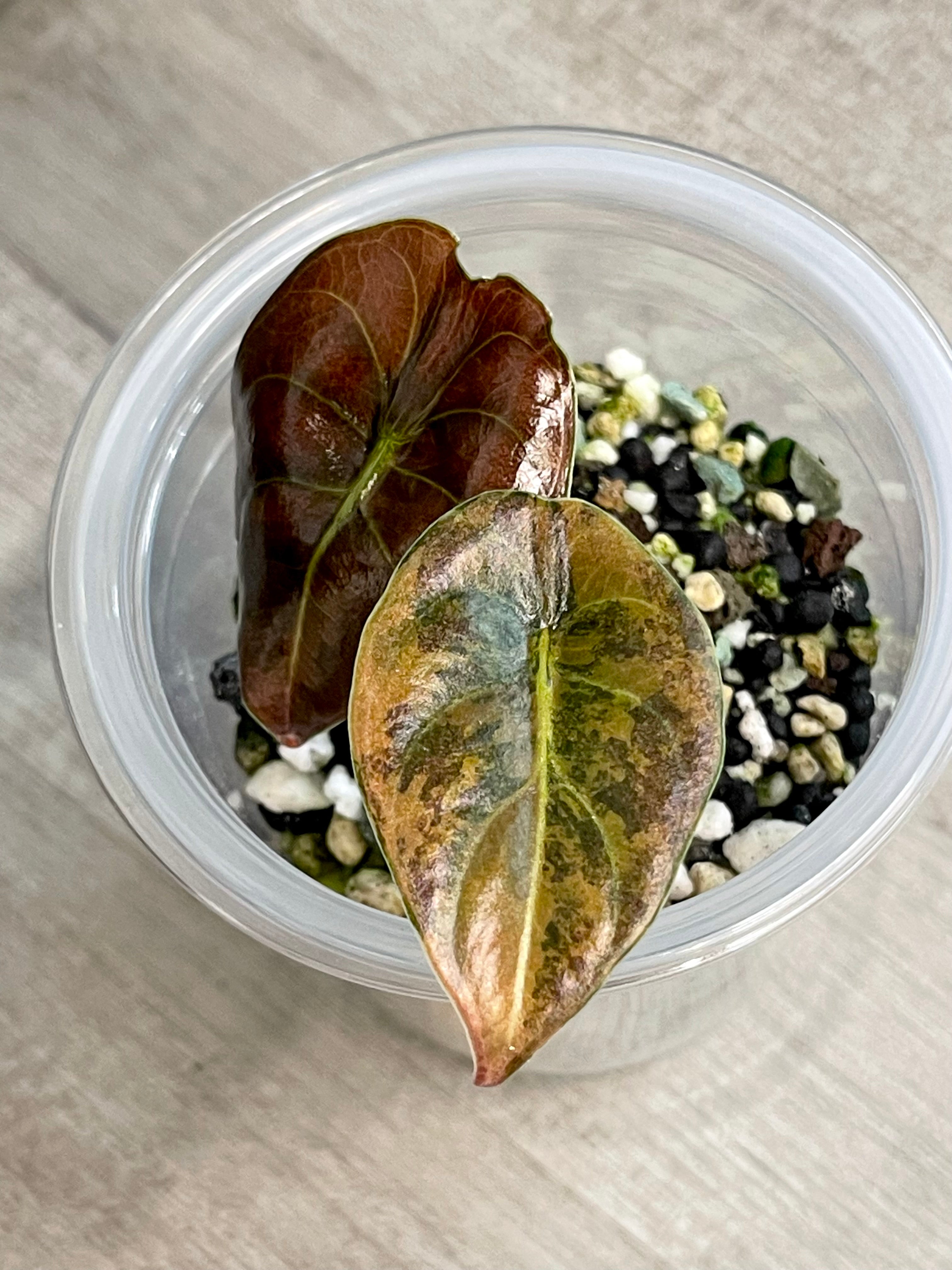 Alocasia Cuprea Latte