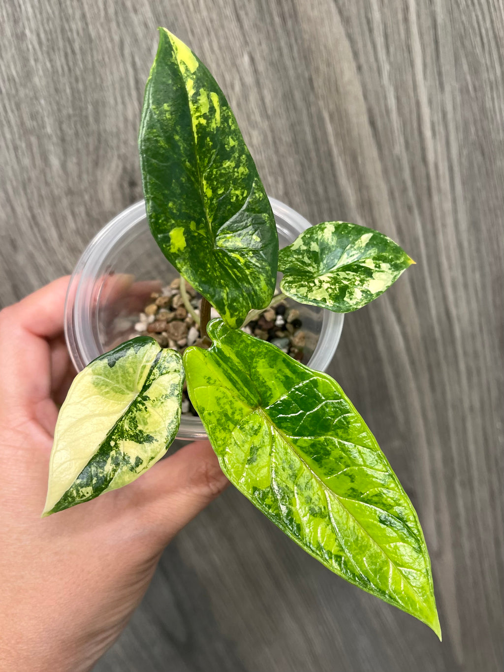 Alocasia Scalprum Bright Aurea