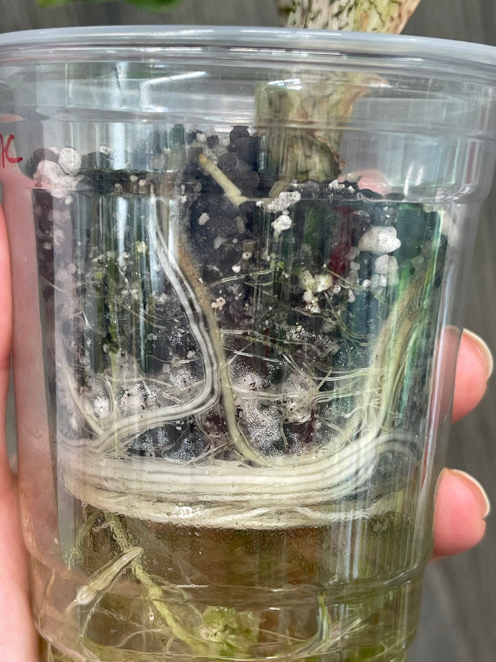 Alocasia Jacklyn Mystic