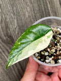 Alocasia Metallic Blue Albo C