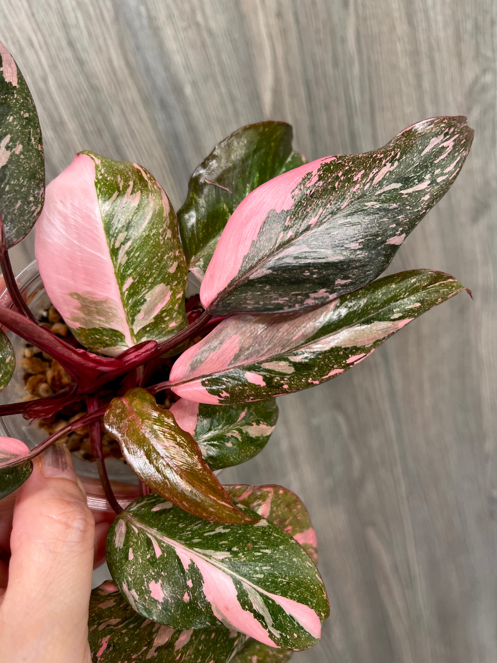 Philodendron Pink Princess Galaxy