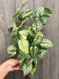 Scindapsus Peasun A