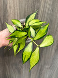 Hoya Polyneura Inner Variegated