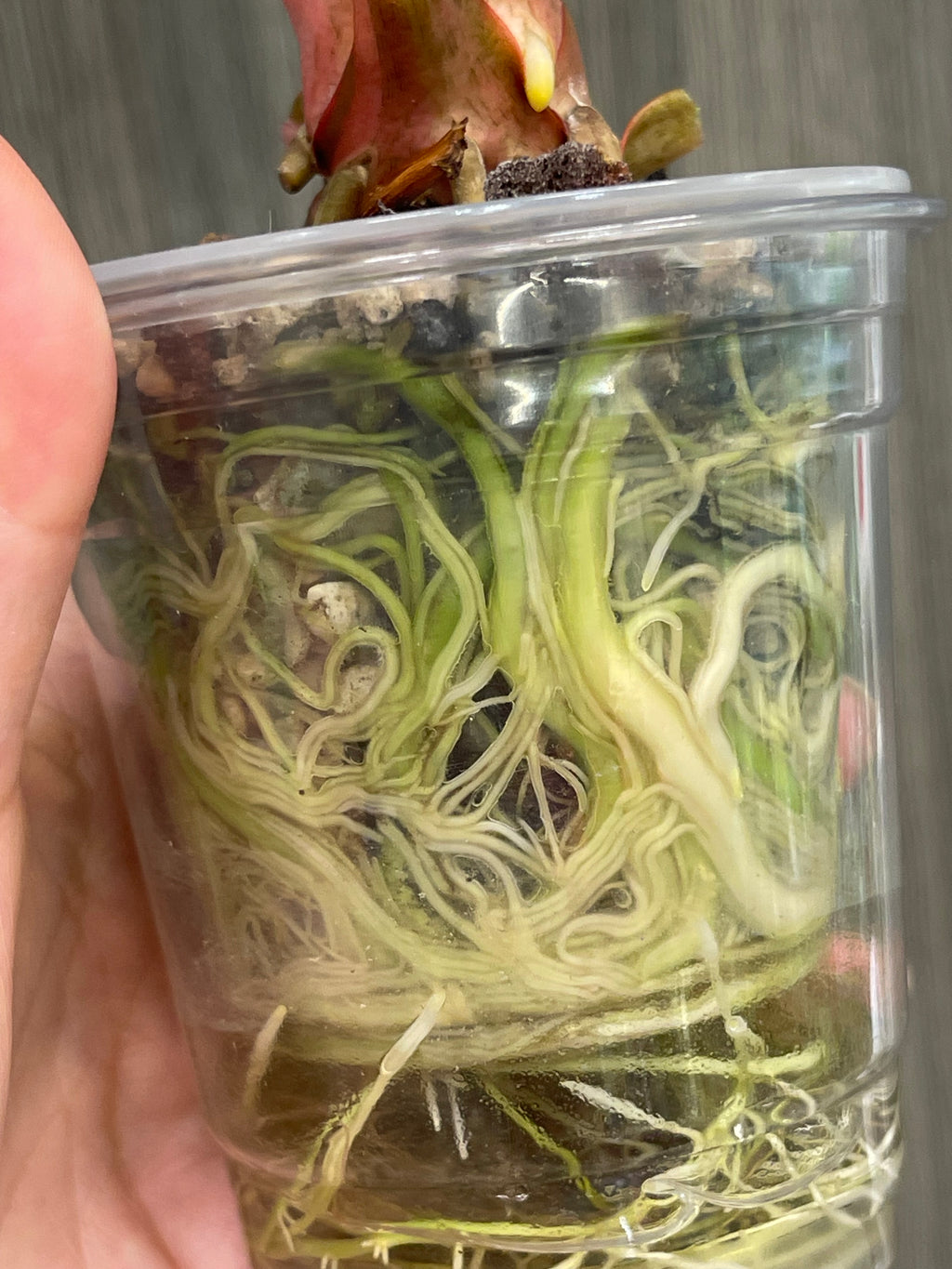 Homalomena Rubescens Variegated