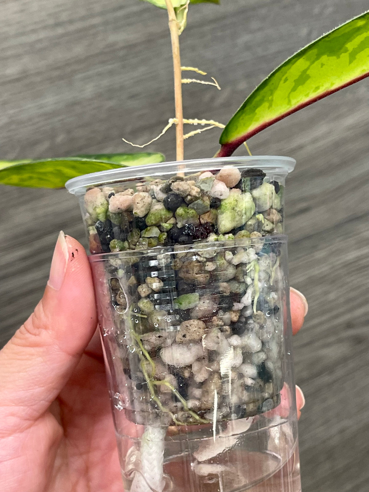 Hoya Ladia Galaska Sp Aceh