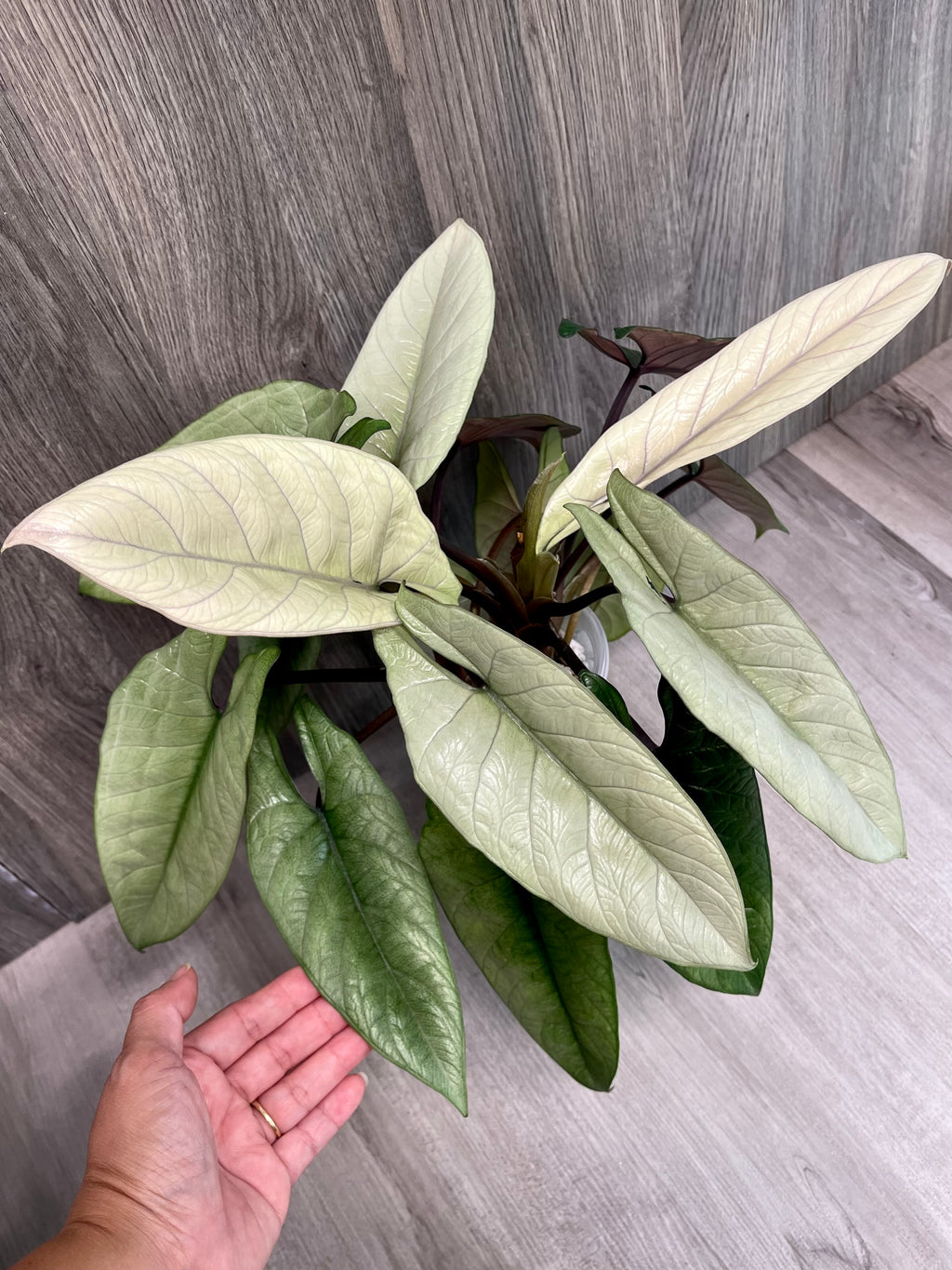 Alocasia Scalprum Mint
