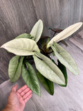 Alocasia Scalprum Mint