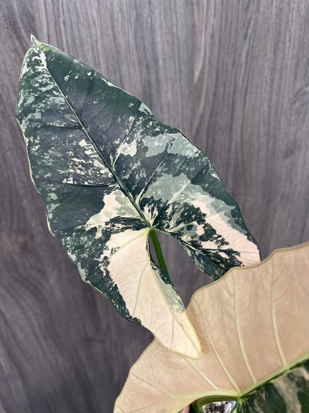 Alocasia Scabriuscula Pink Albo