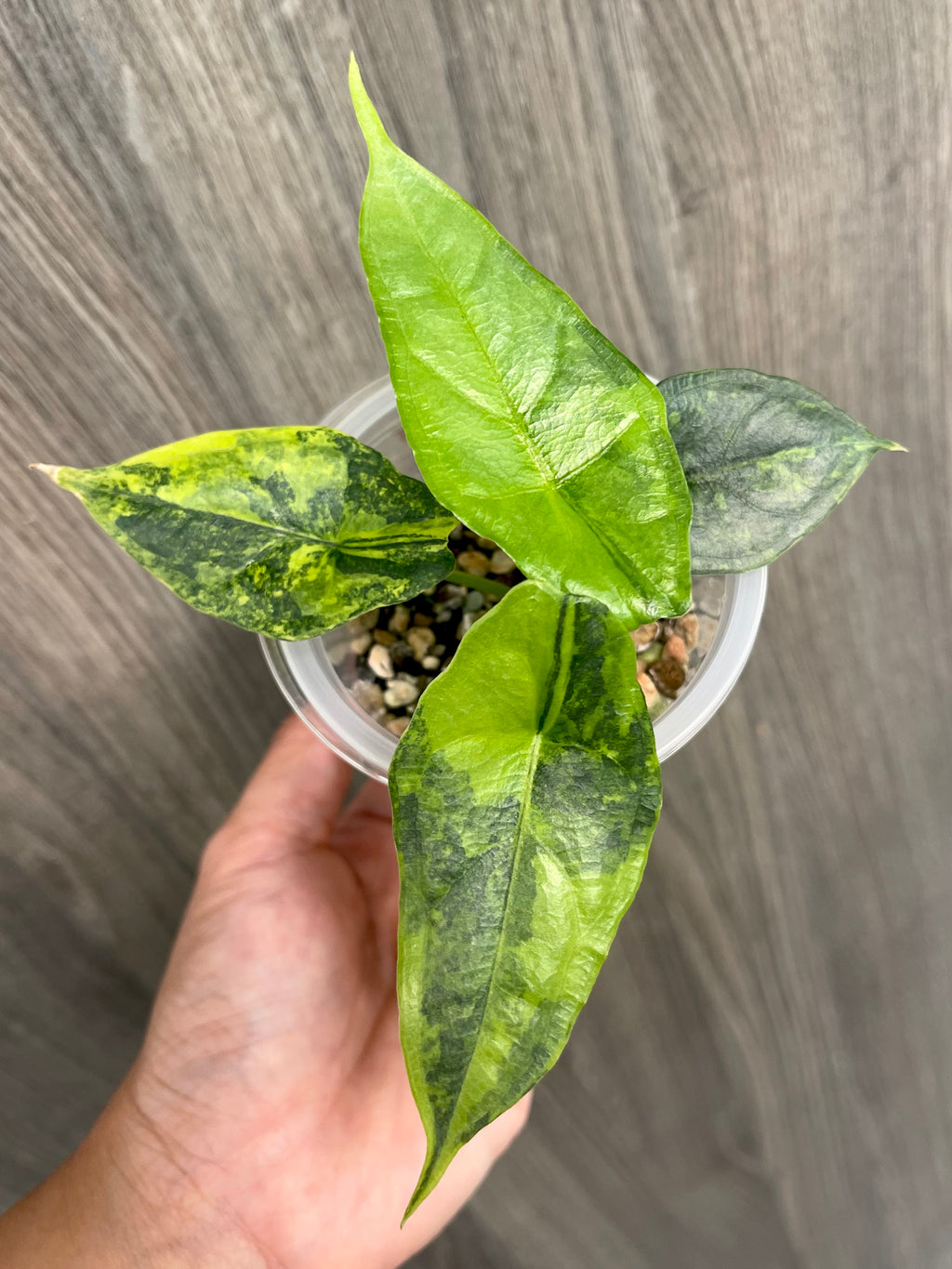 Alocasia Dragon Breath Aurea