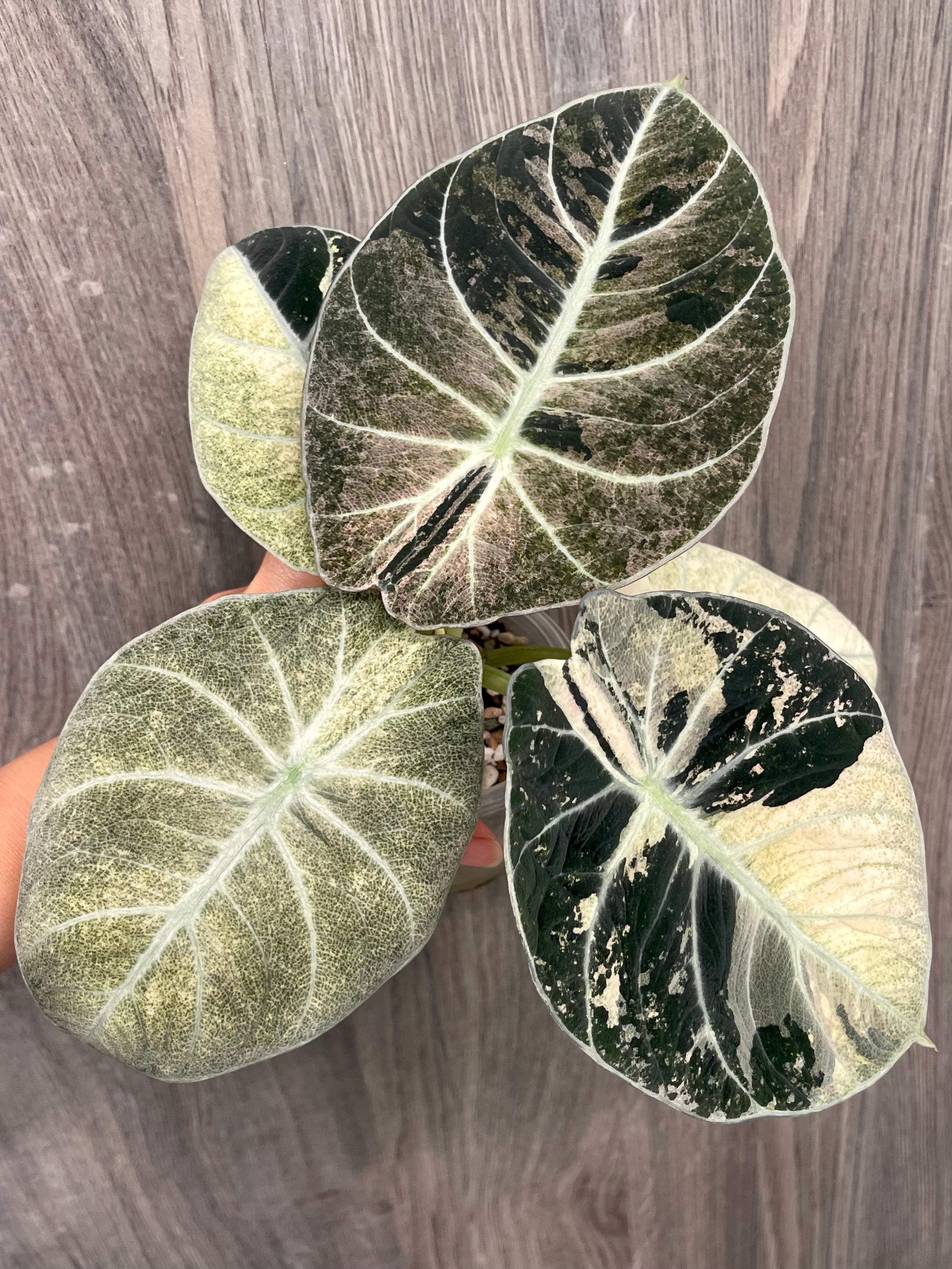 Alocasia Black Velvet Pink Mint