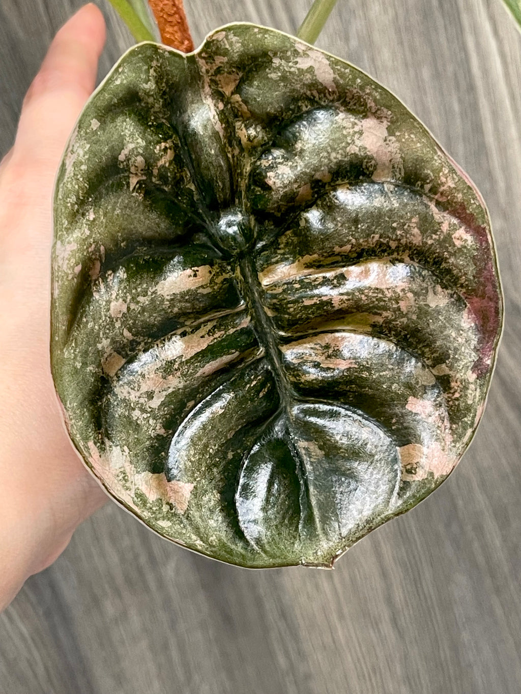 Alocasia Cuprea Latte