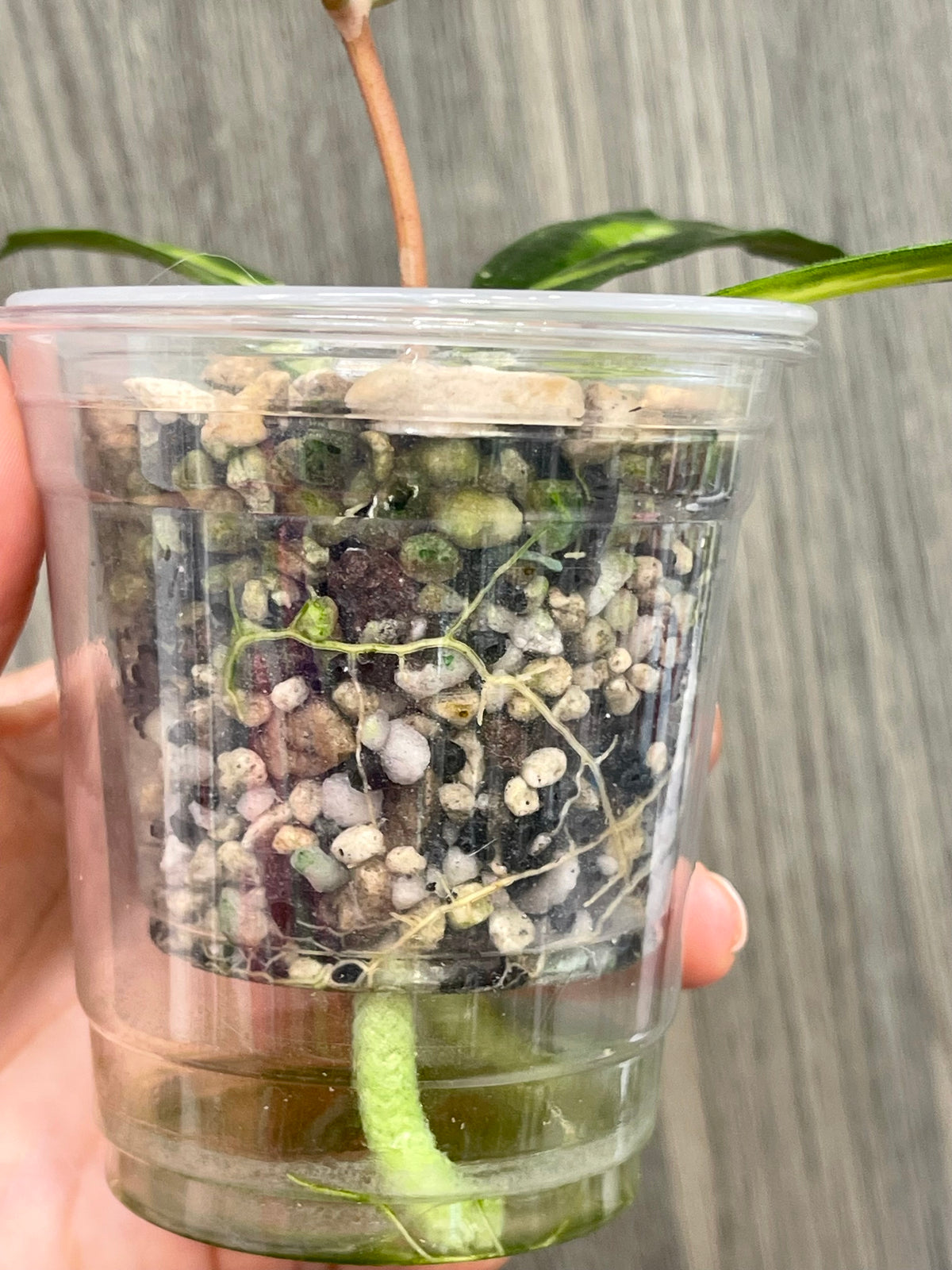 Hoya Rigidifolia Variegated