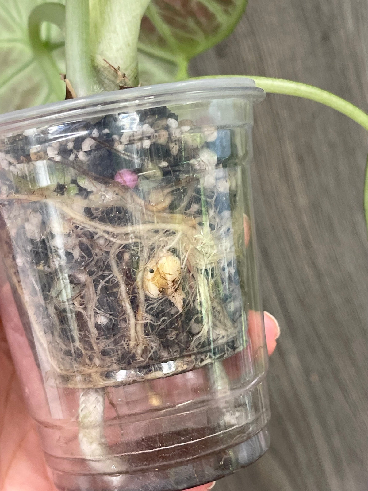 Alocasia Ninja Splash