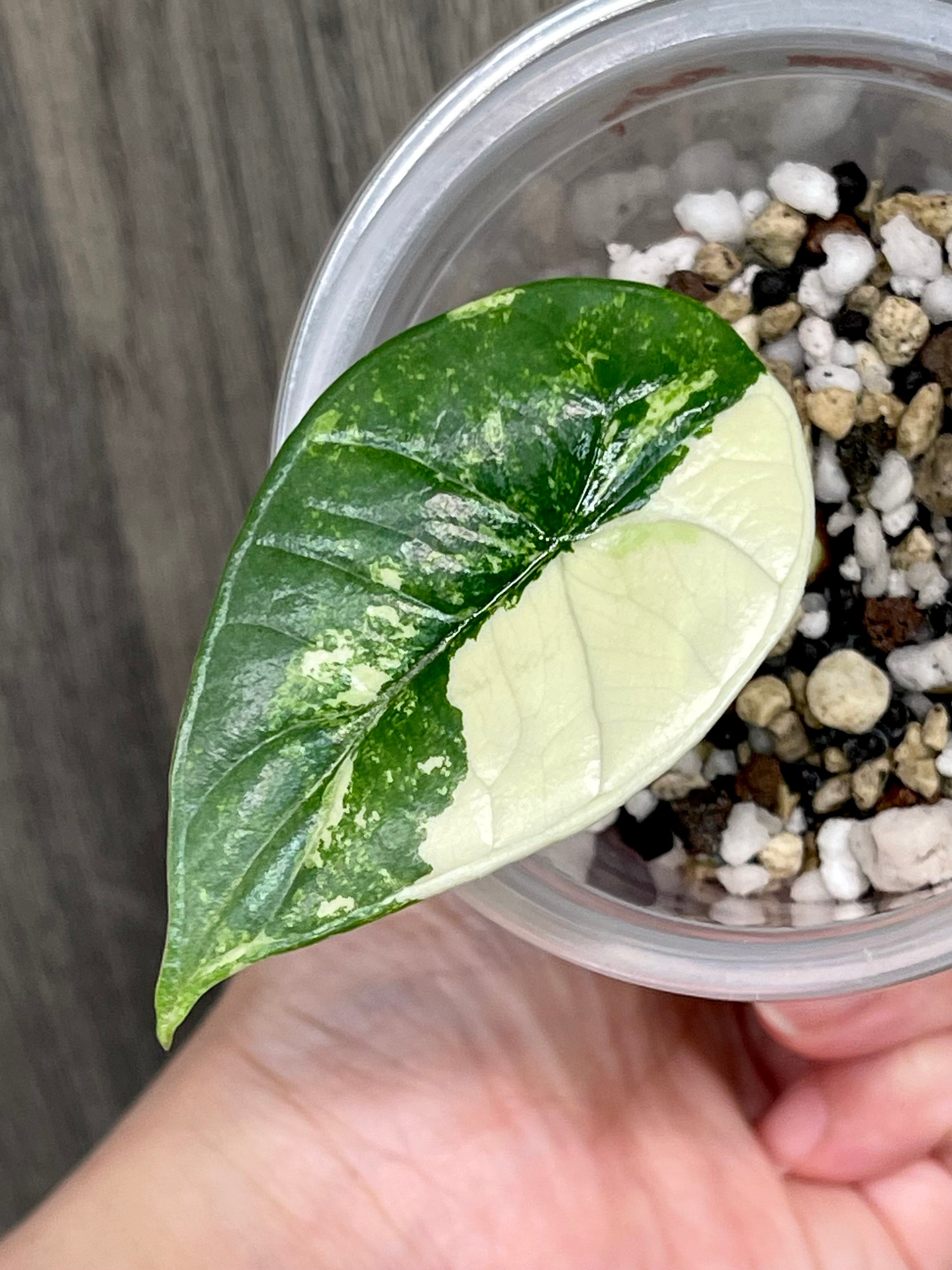 Alocasia Bisma Platinum Albo Mint B