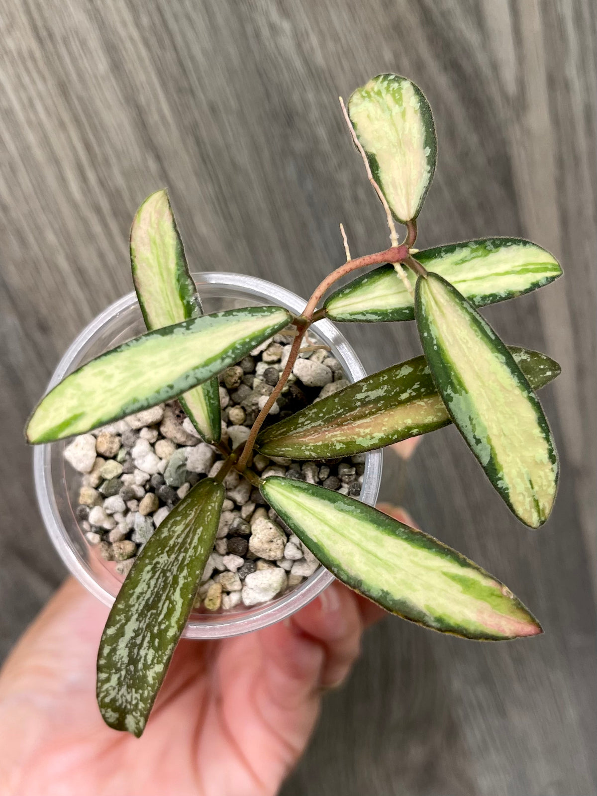 Hoya Sigillatis Inner Variegated B