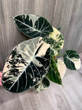 Alocasia Black Velvet Albo A
