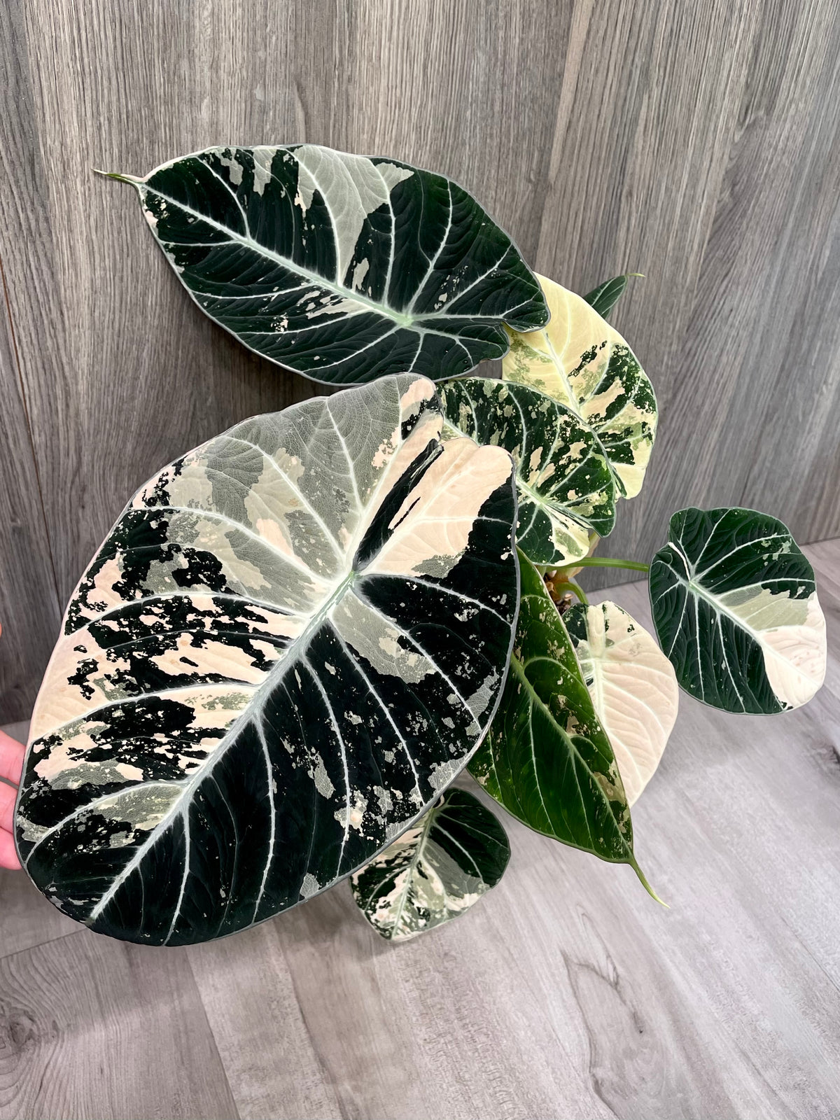 Alocasia Black Velvet Albo A
