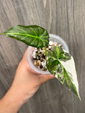 Alocasia Regal Shield Albo B