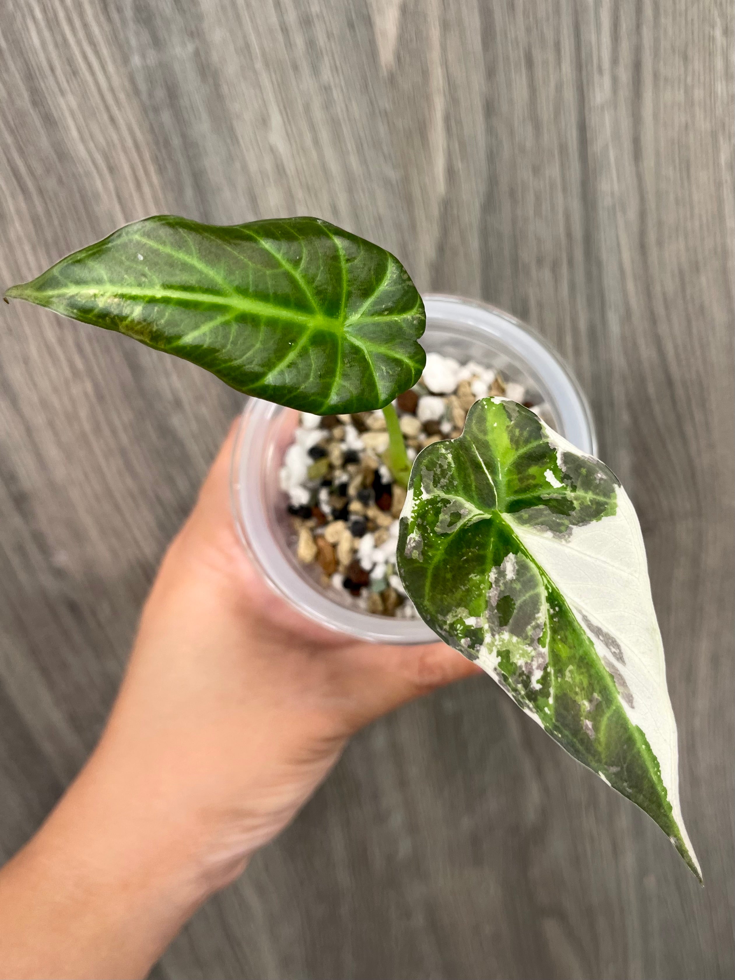 Alocasia Regal Shield Albo B