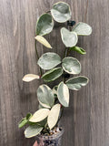 Hoya Argentea Picta