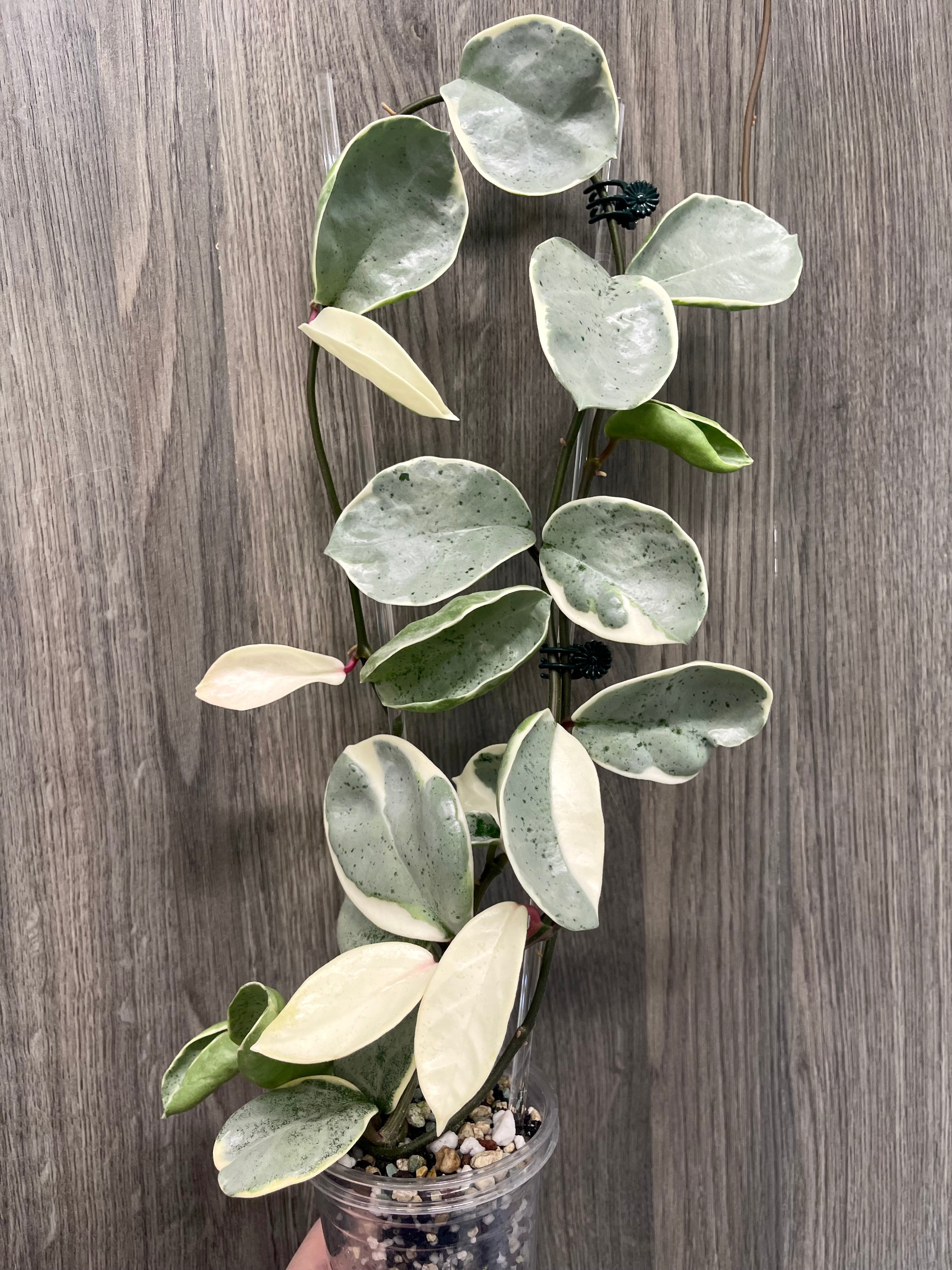 Hoya Argentea Picta