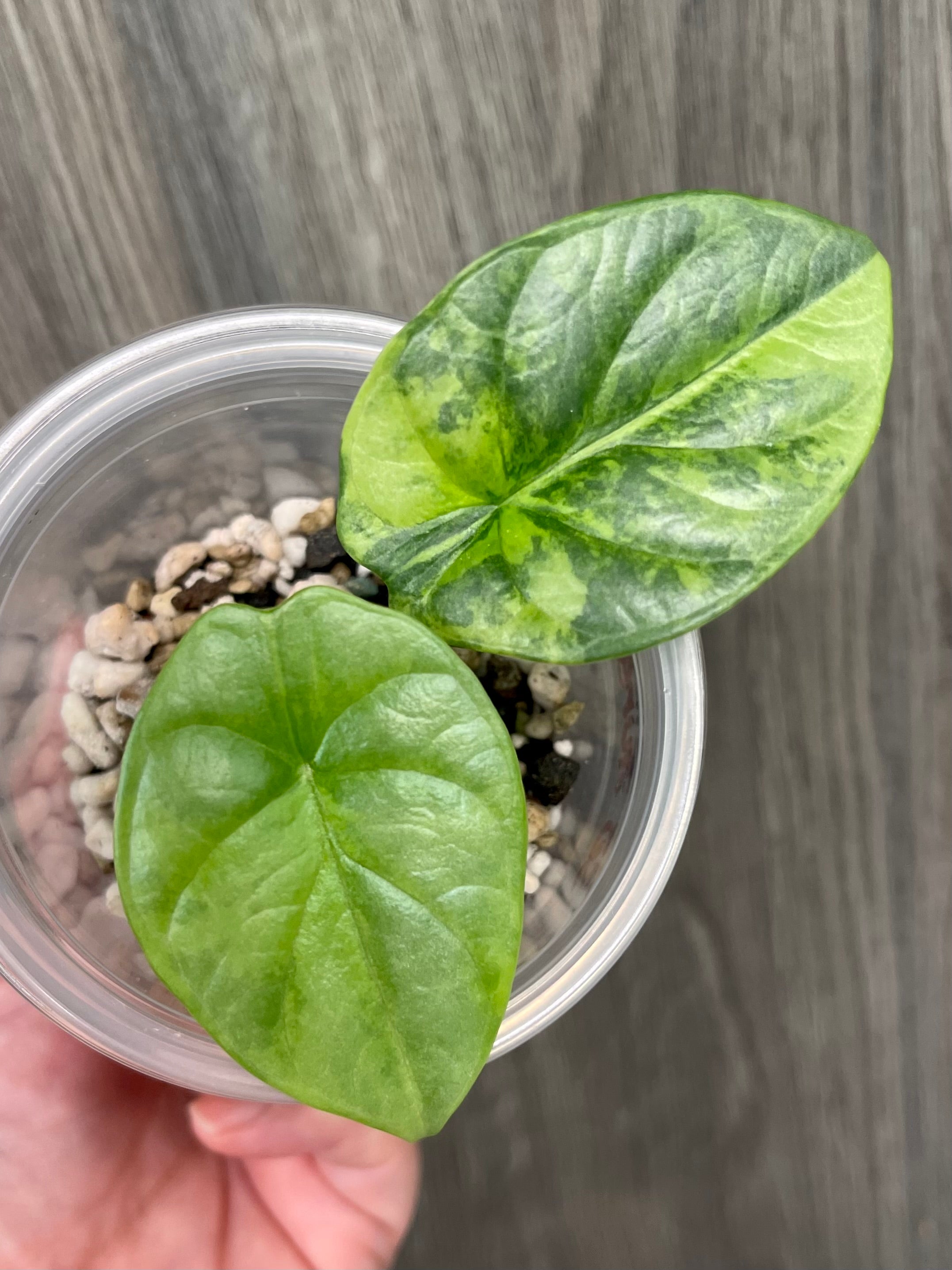 Alocasia Silver Dragon Aurea