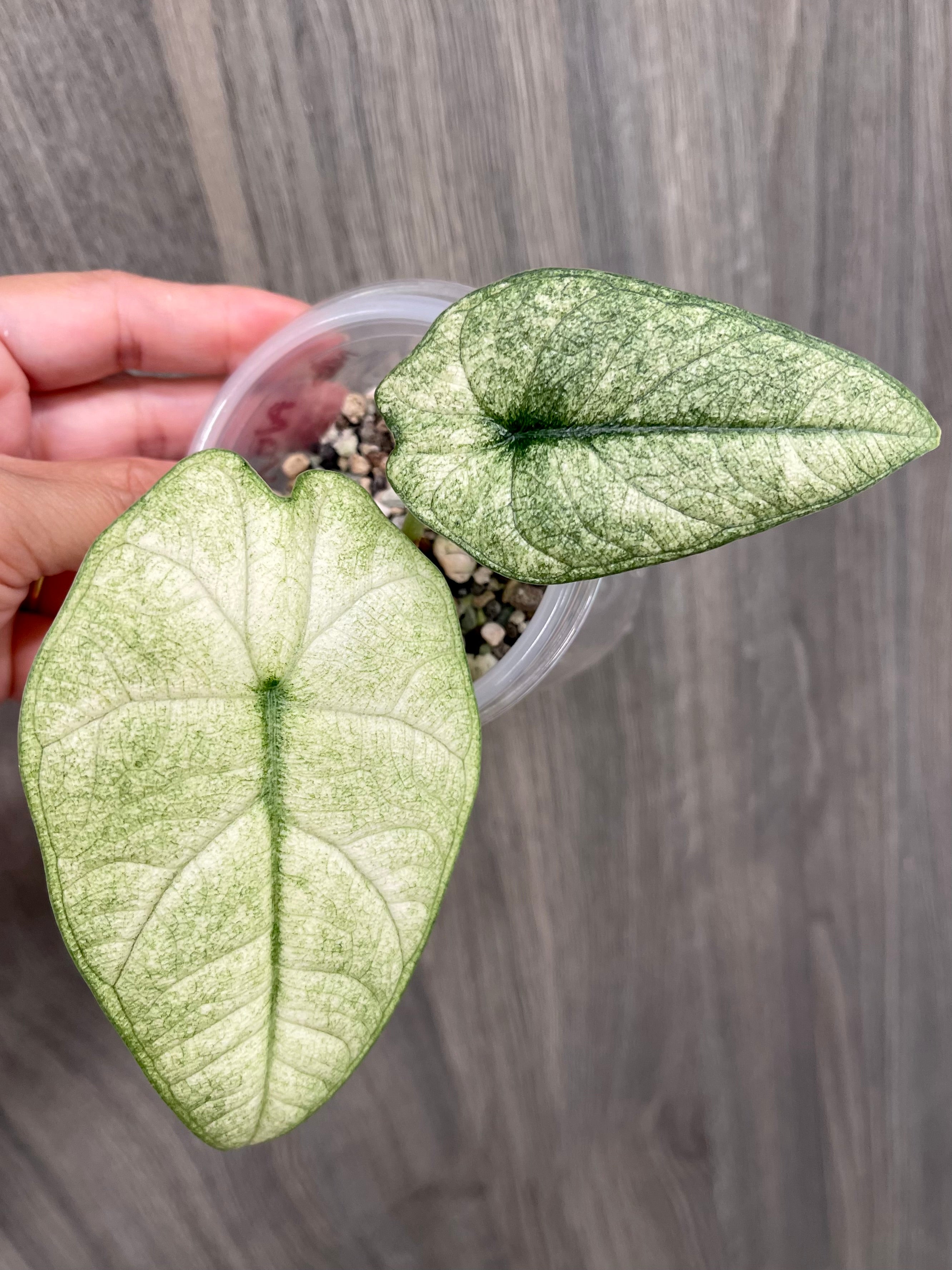 Alocasia Melo Mint D