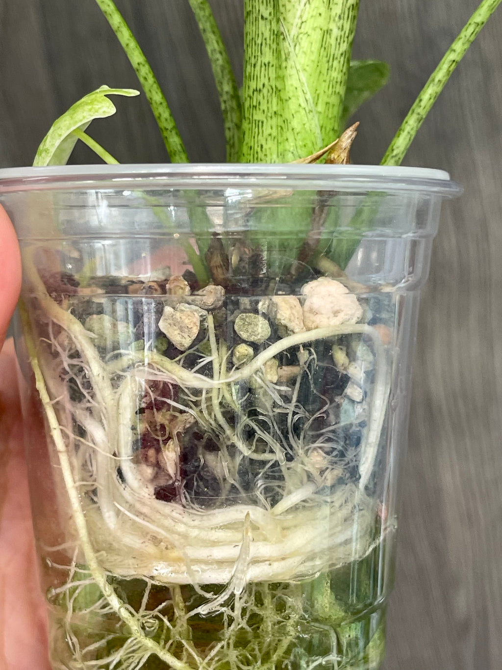 Alocasia Longiloba Mint Marble A