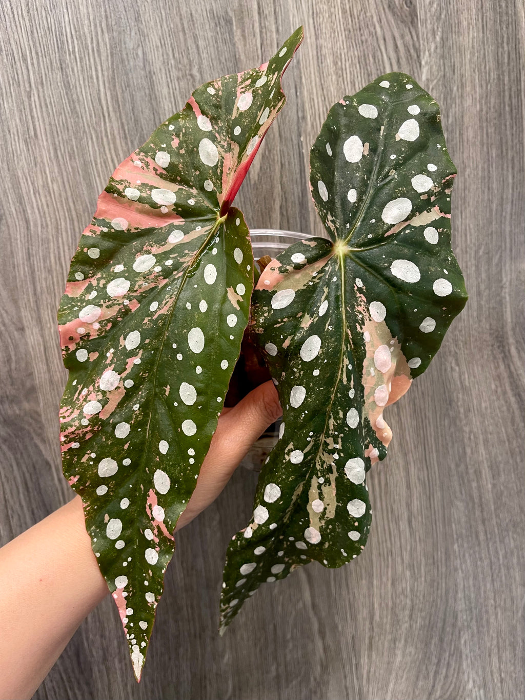 Begonia Maculata Pink B