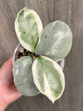 Hoya Argentea Picta B