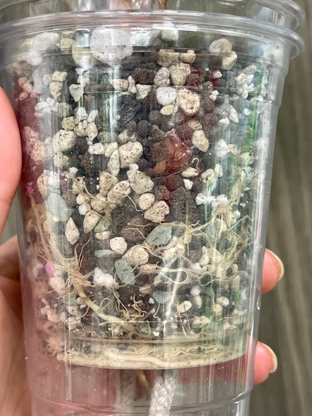 Alocasia Chantrieri Pink A