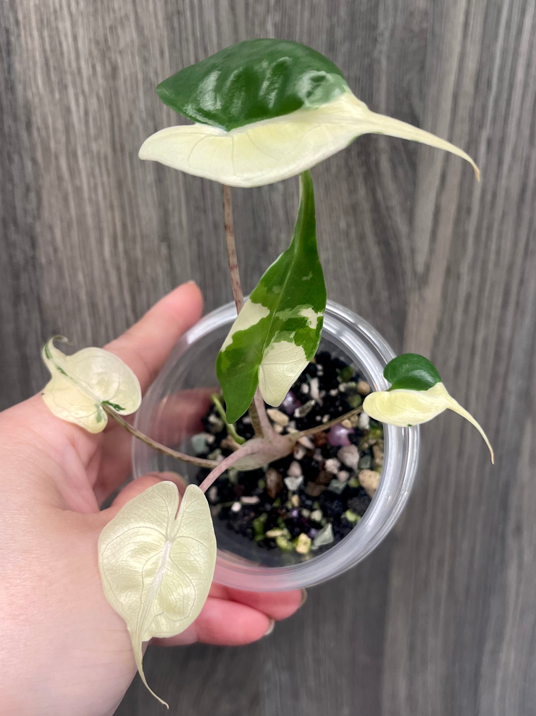 Alocasia Stingray Albo