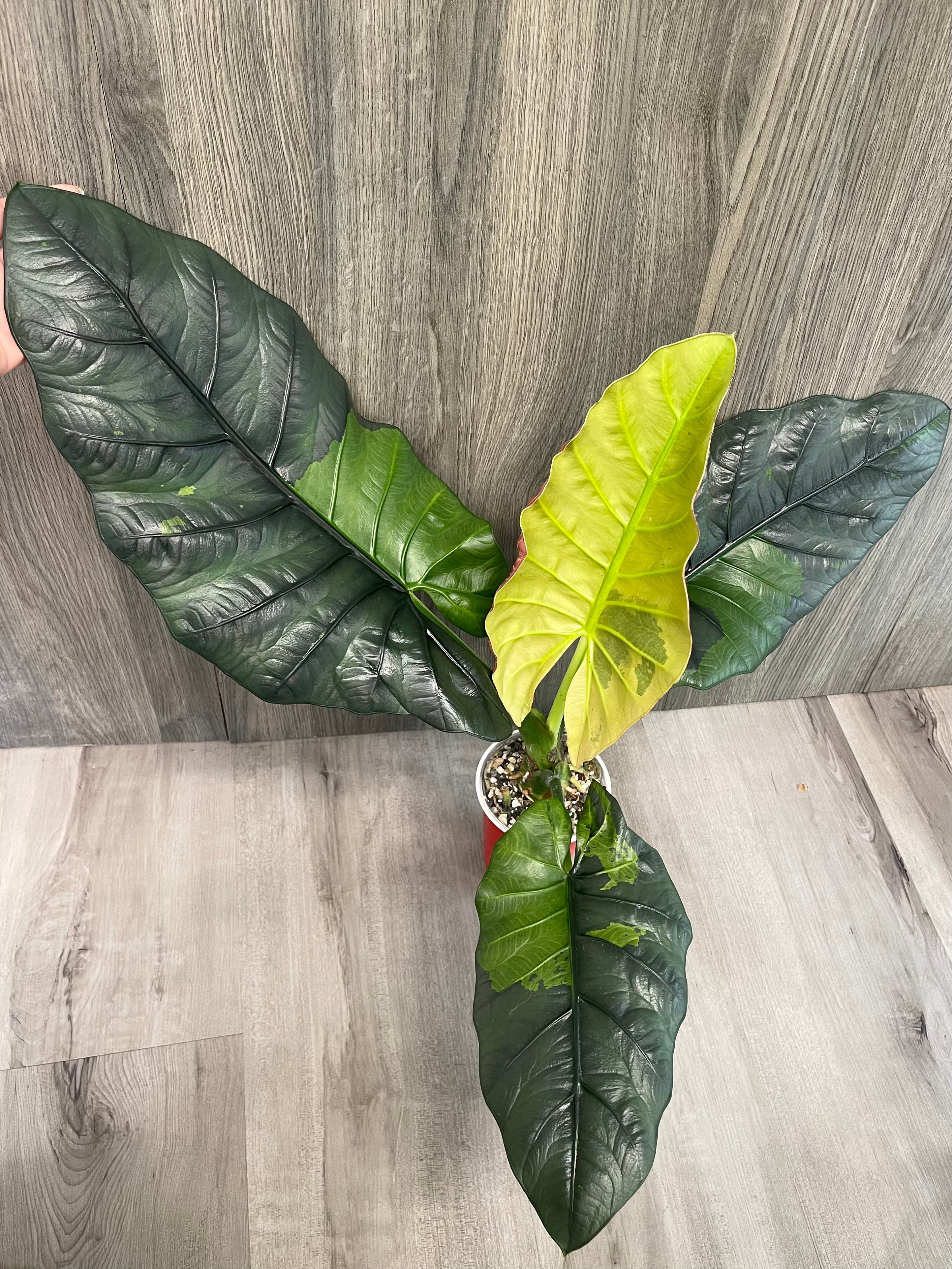 Alocasia Sintang Aurea