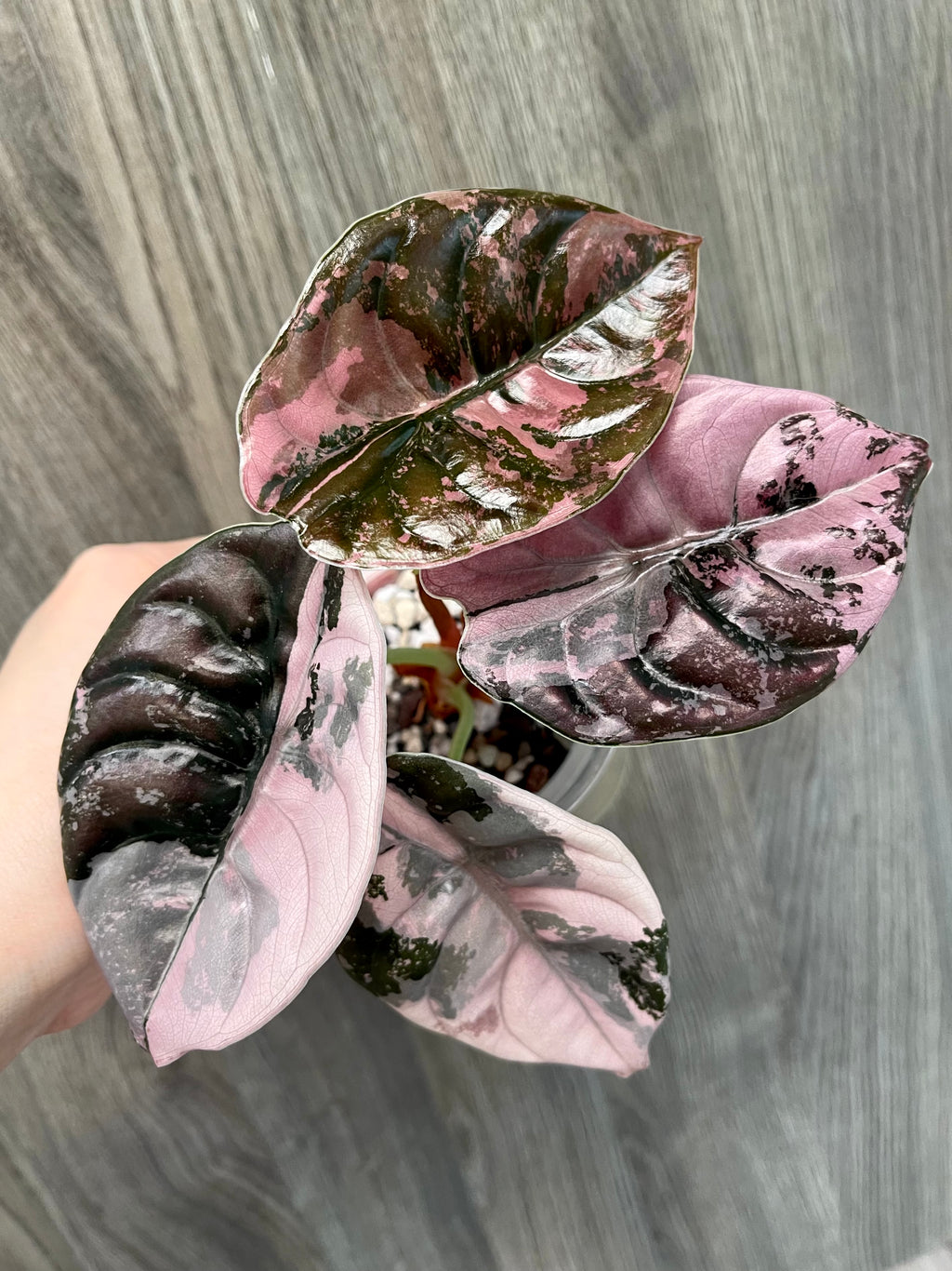 Alocasia Cuprea Pink