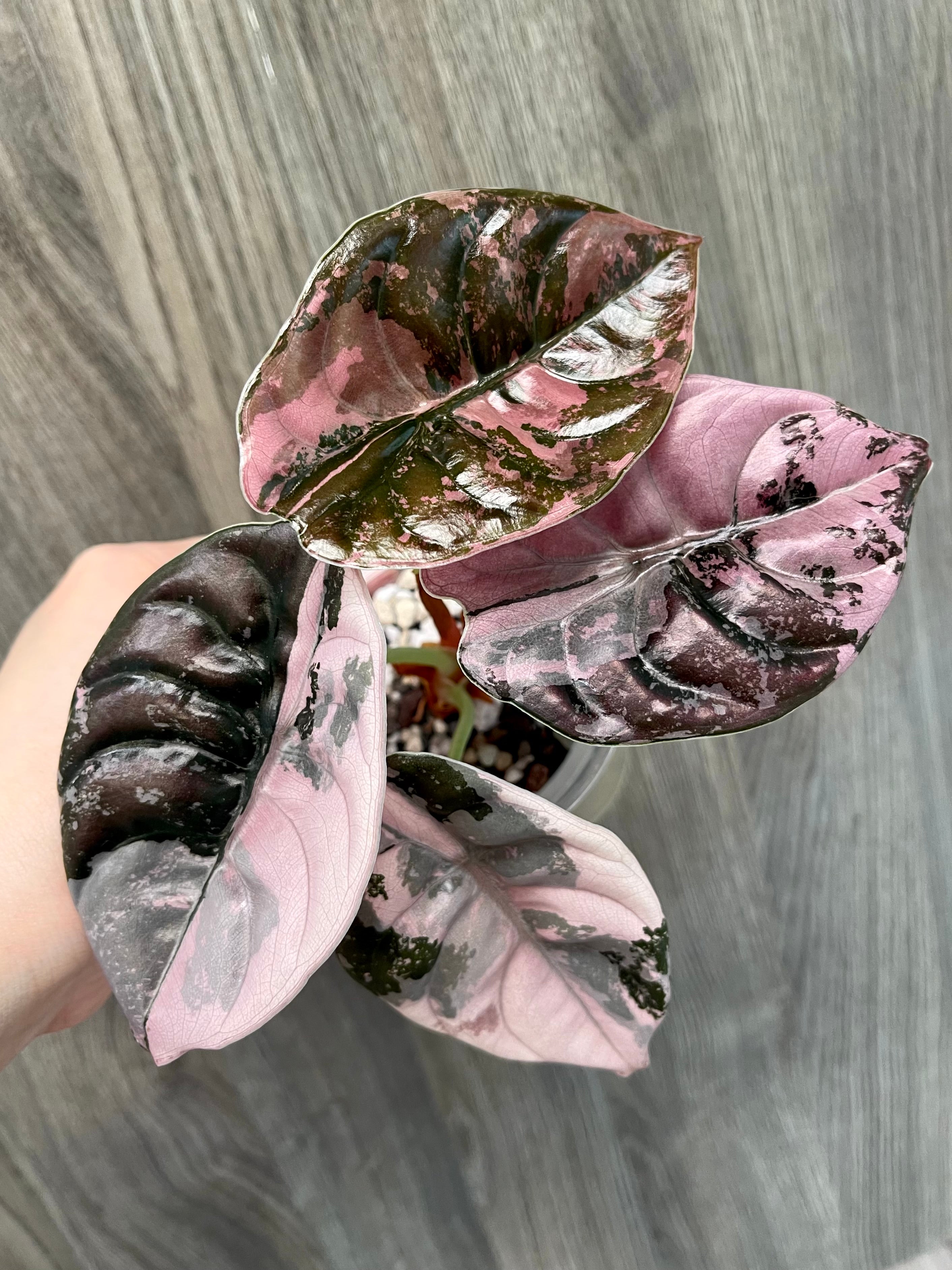 Alocasia Cuprea Pink
