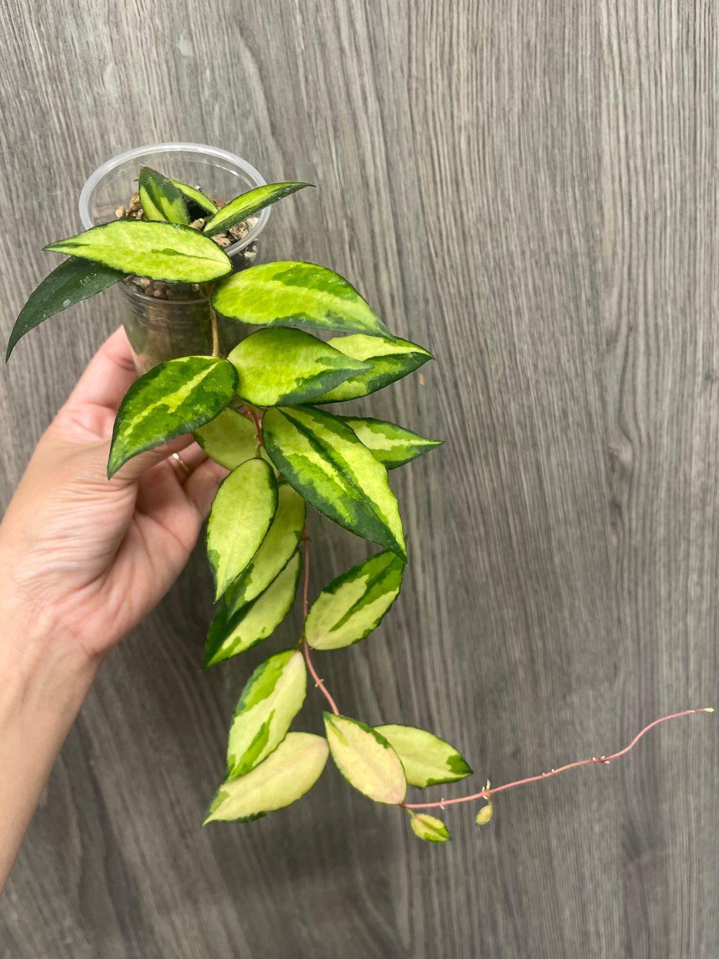 Hoya Caudata Variegated