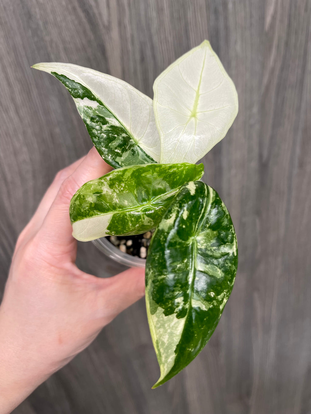 Alocasia Longiloba Pink Back Albo