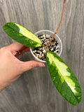 Hoya Ladia Galaska Sp Aceh