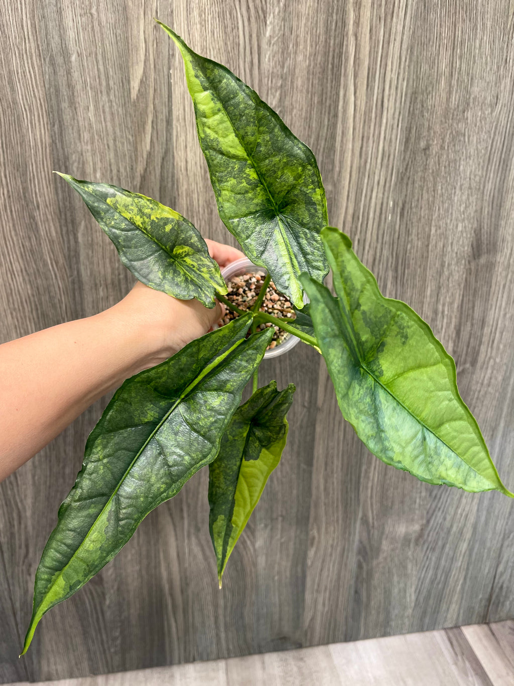 Alocasia Dragon Breath Aurea