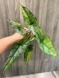 Alocasia Dragon Breath Aurea