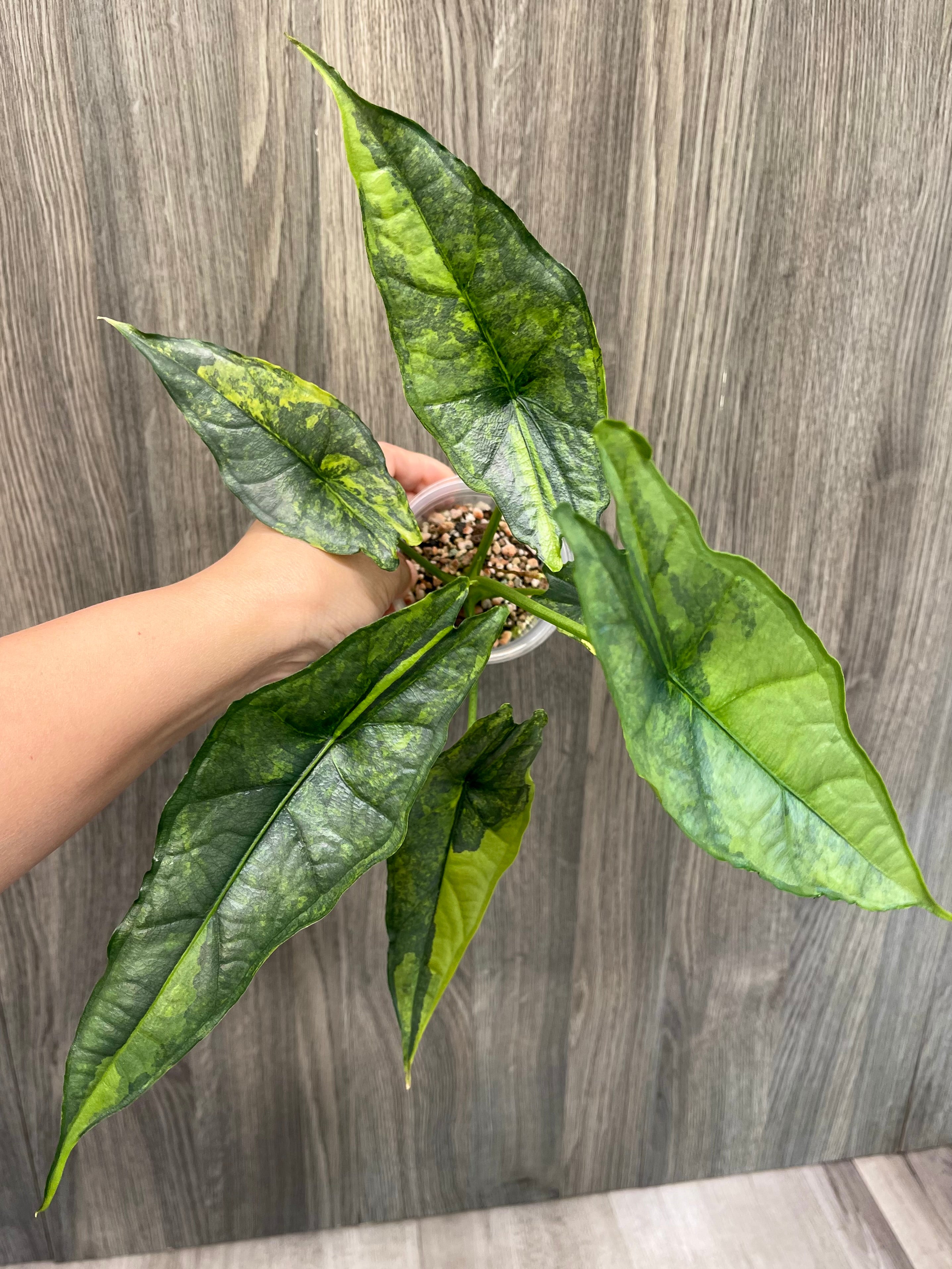 Alocasia Dragon Breath Aurea