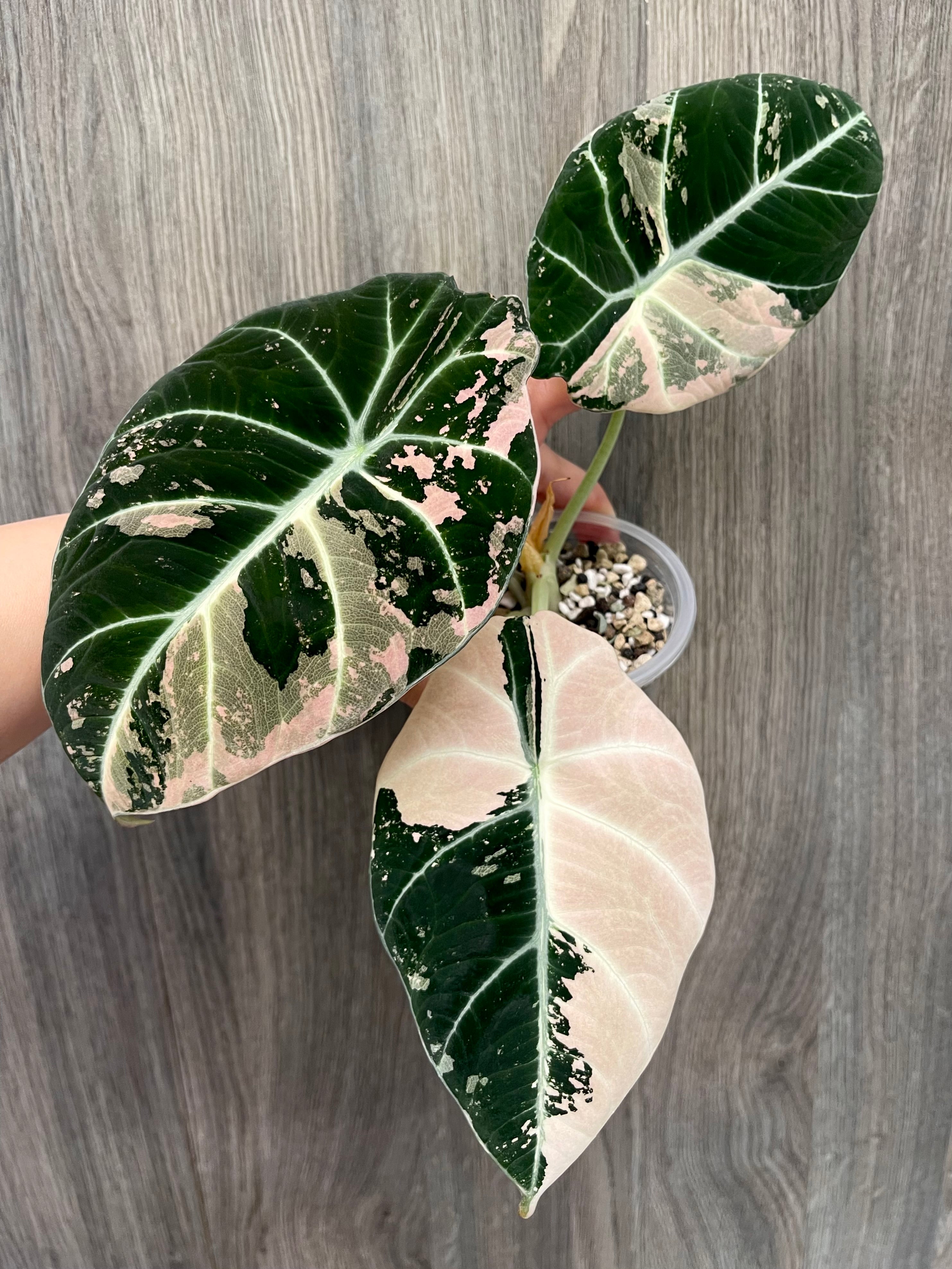 Alocasia Black Velvet Pink B