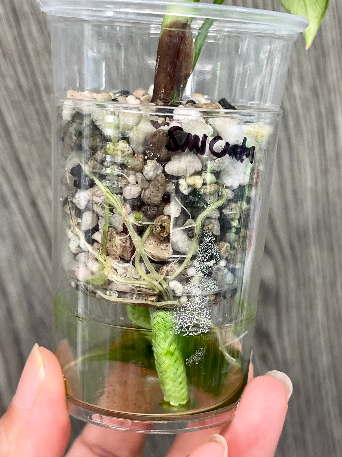Alocasia Sinuata Mint B