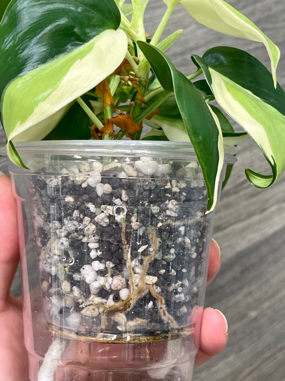 Philodendron Gabby