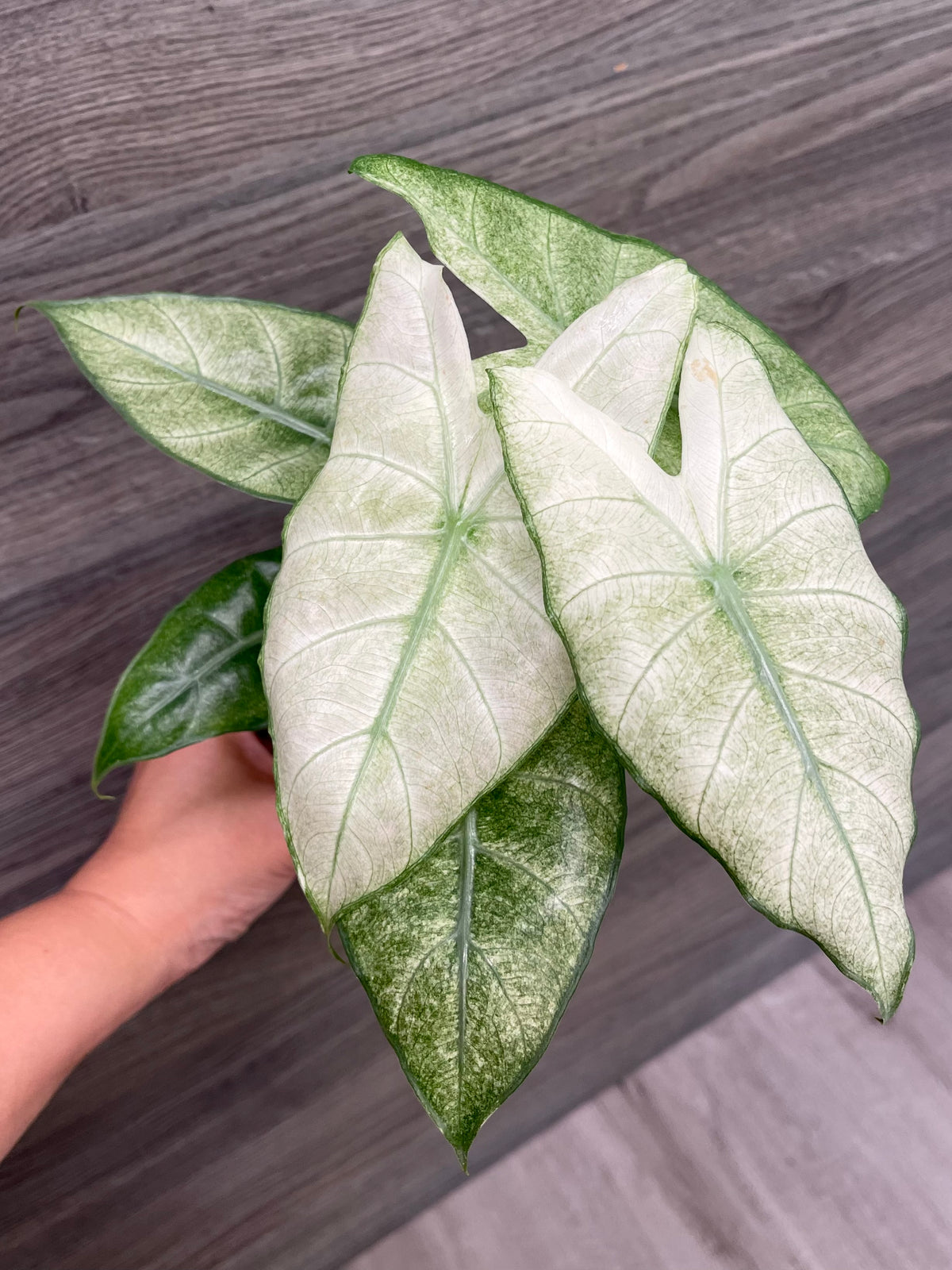 Alocasia Pink Dragon Mint