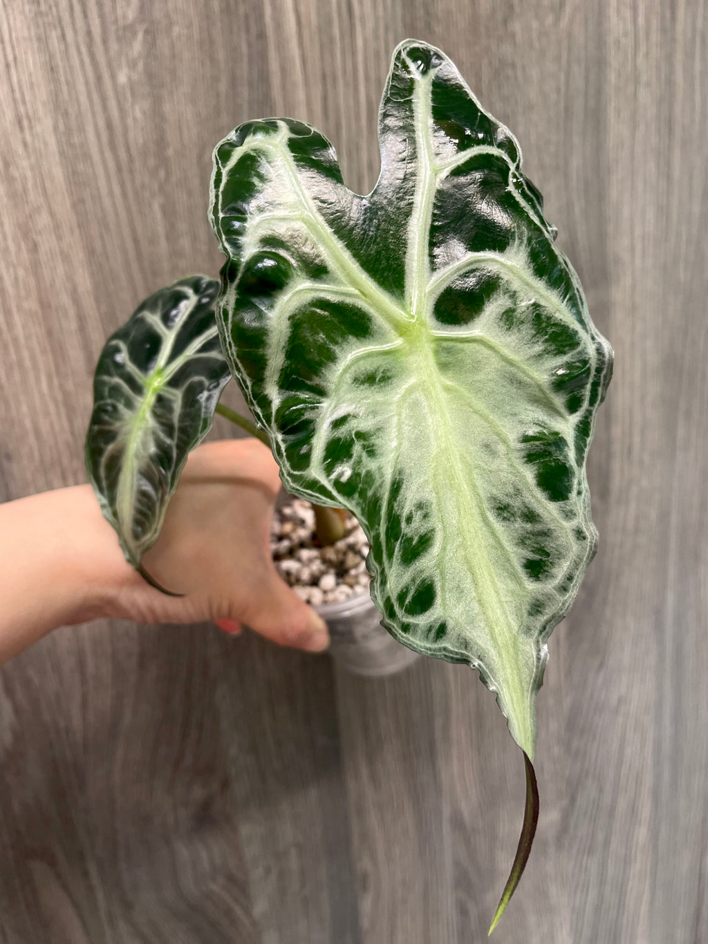 Alocasia Venom