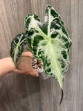 Alocasia Venom