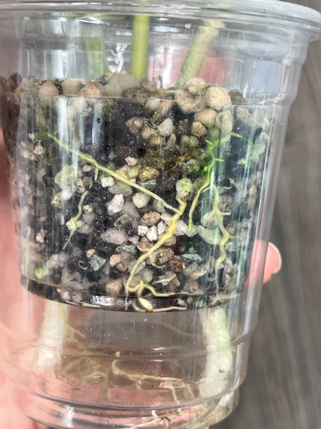 Hoya Merrillii Variegated